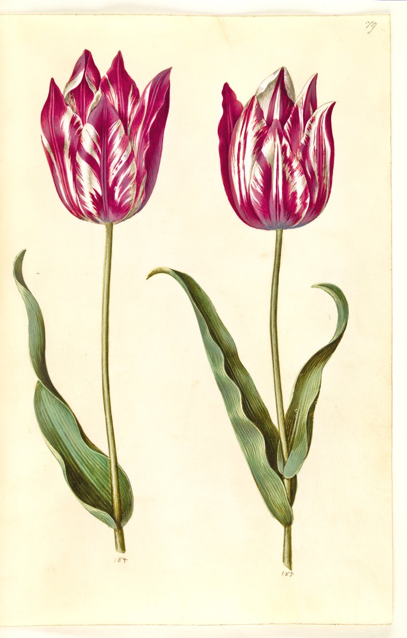Tulipa gesneriana (tulipán) od Hans Simon Holtzbecker