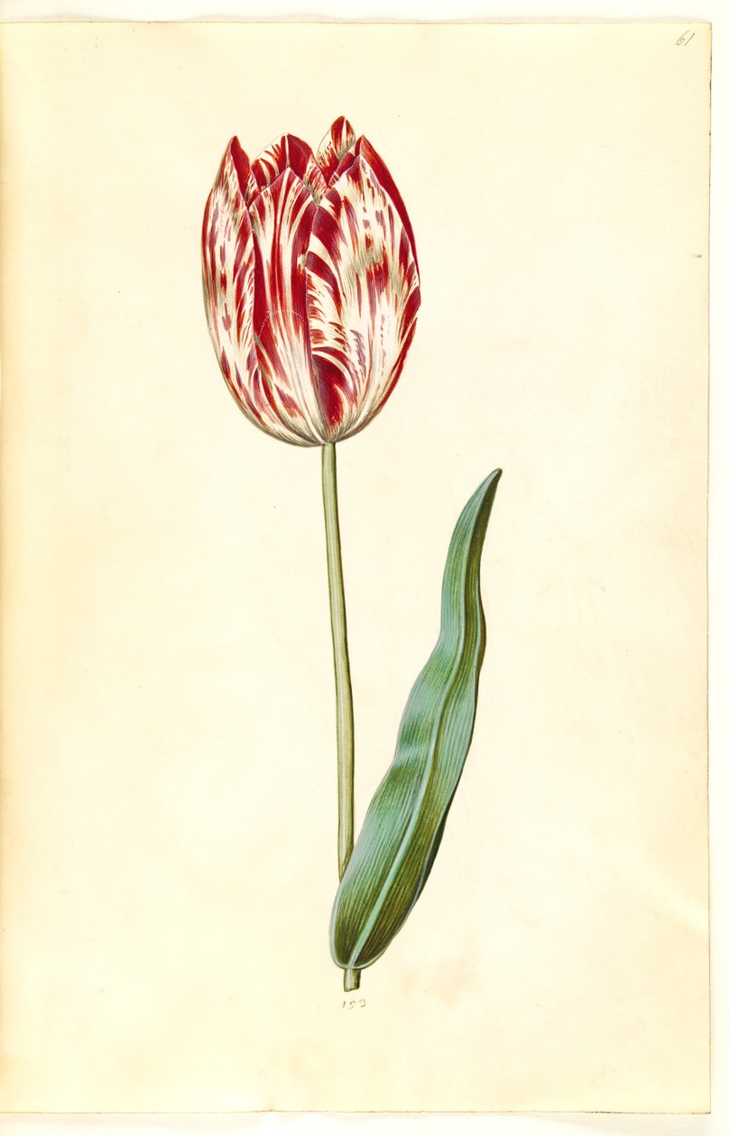 Tulipa gesneriana (tulipán) od Hans Simon Holtzbecker