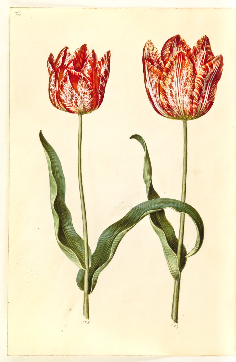 Tulipa gesneriana (tulipán) od Hans Simon Holtzbecker