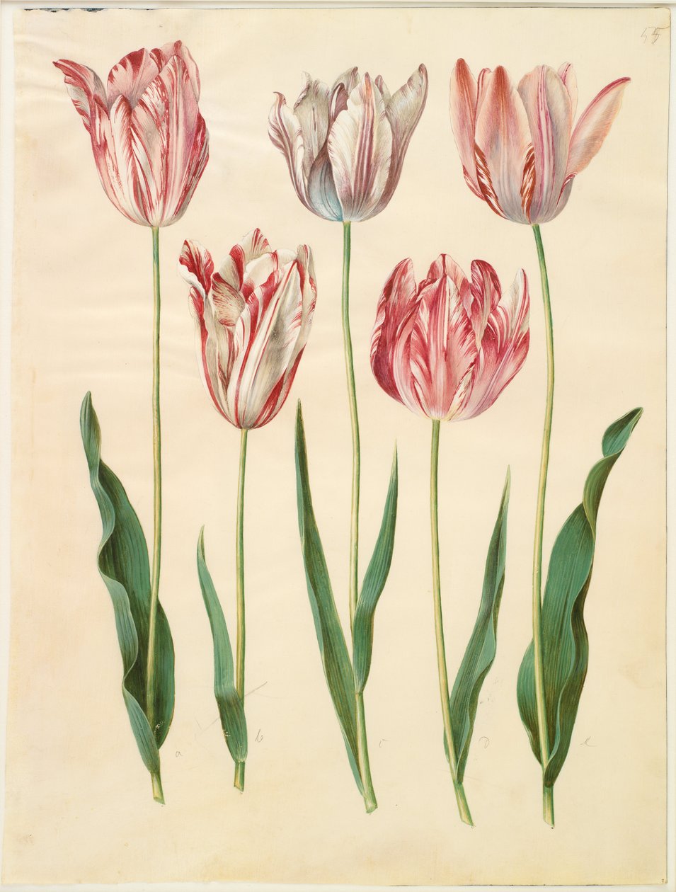 Tulipa gesneriana od Hans Simon Holtzbecker