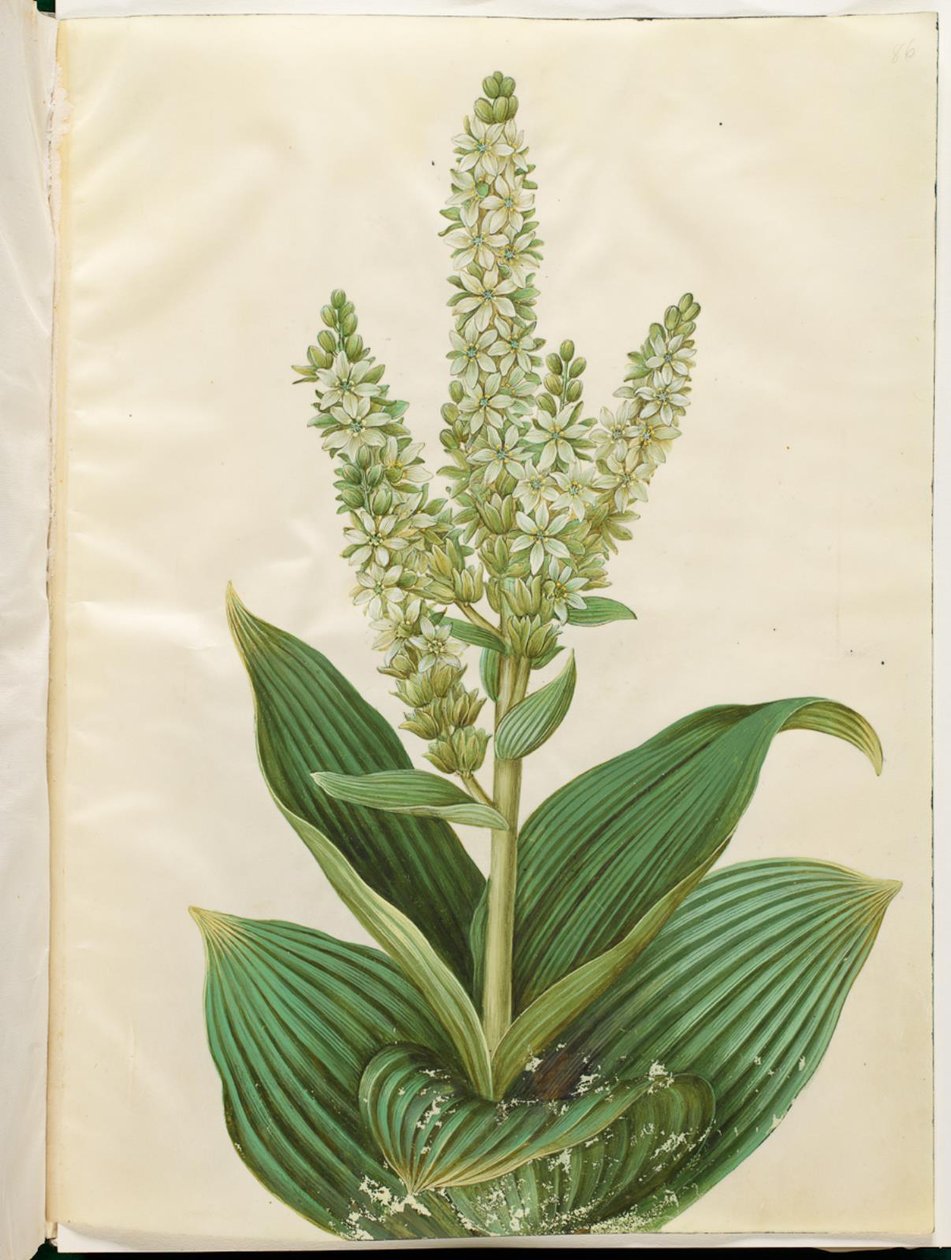Veratrum album (bílý skládací list) od Hans Simon Holtzbecker