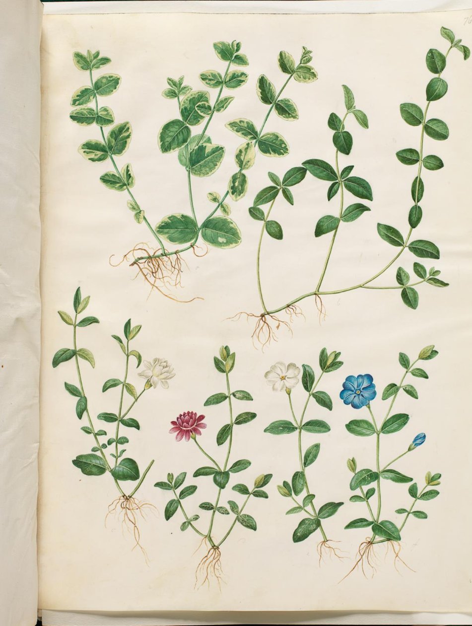 Vinca minor (malý evergreen) od Hans Simon Holtzbecker