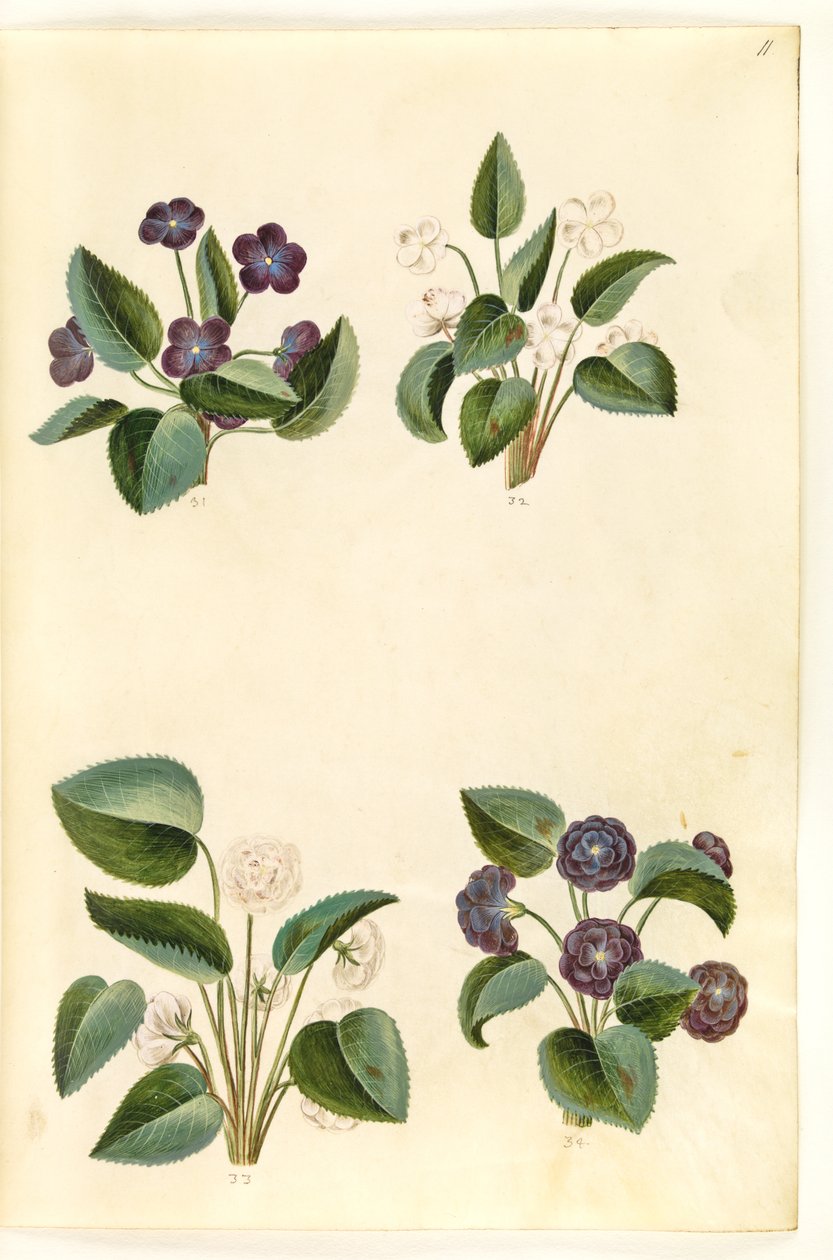 Viola odorata (marts-viol) od Hans Simon Holtzbecker