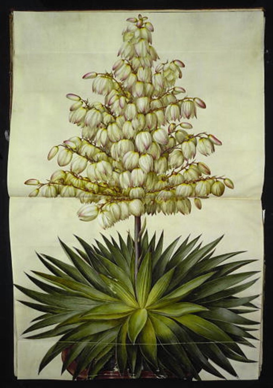 Yucca gloriosa (nádherná palmová lilie) od Hans Simon Holtzbecker