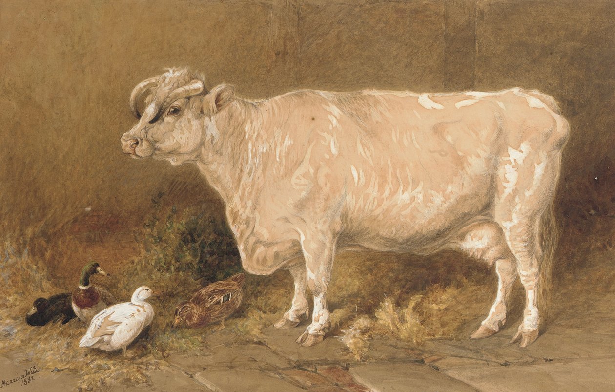 Kráva s kachnami ve stodole od Harrison William Weir