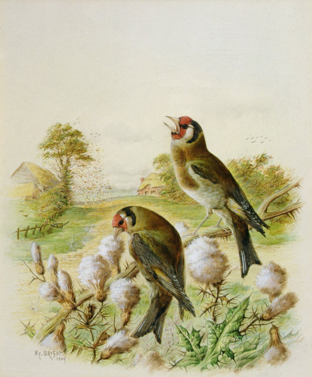 Stehlík na bodlákech, 1889 od Harry Bright