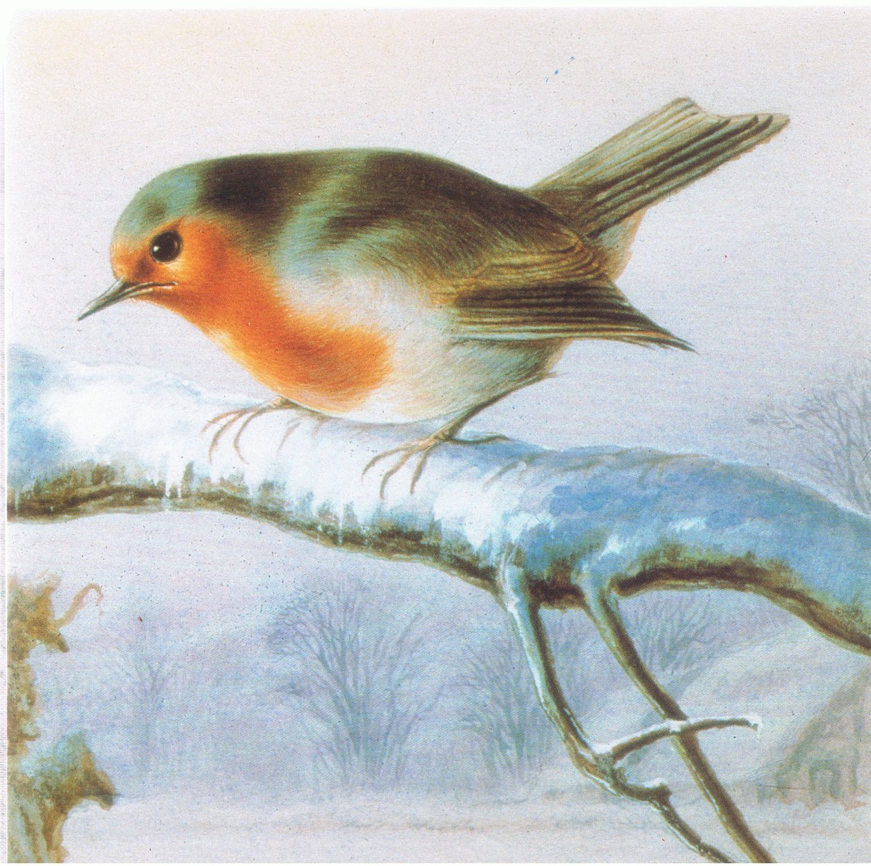 Robin, barevné vánoční přání od Harry Bright