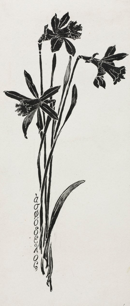 Narcisy od Harry Fenn
