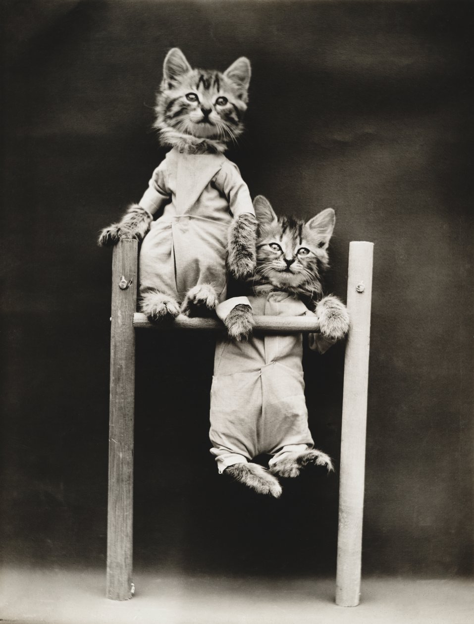 Série Kitties: 1914 (stříbrný tisk) od Harry Whittier Frees