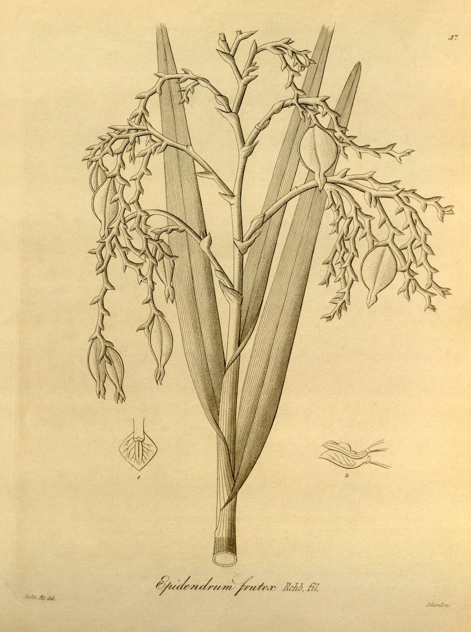 Ilustrace: Epidendrum frutex od Heinrich Gustav Reichenbach