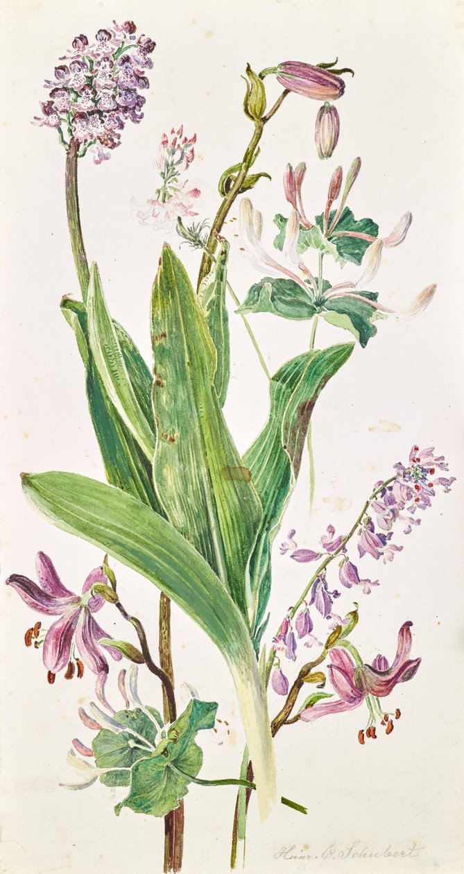 turecká čepice, orchidej, zimolez od Heinrich Carl Schubert