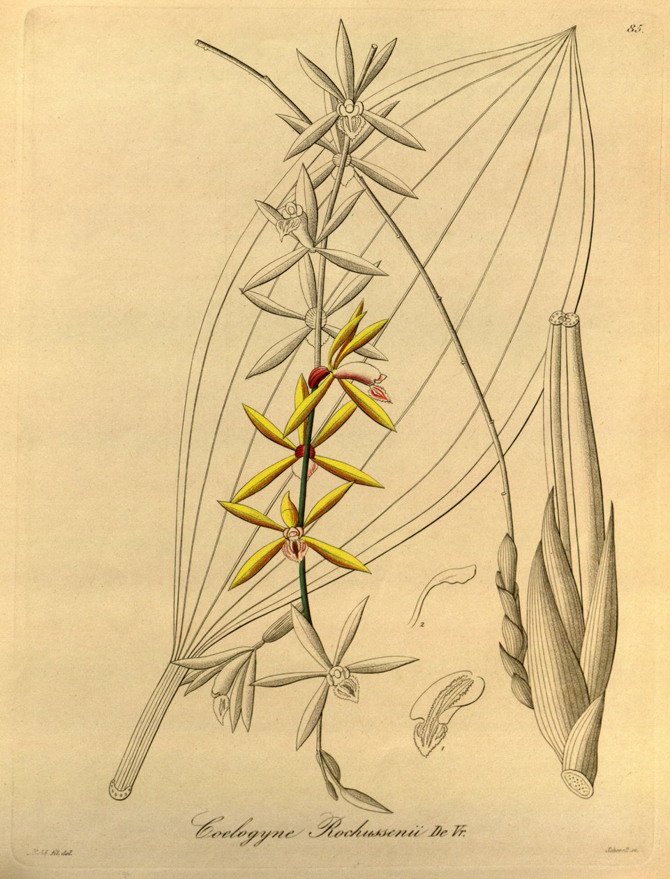 Coelogyne rochussenii od Heinrich Gustav Reichenbach