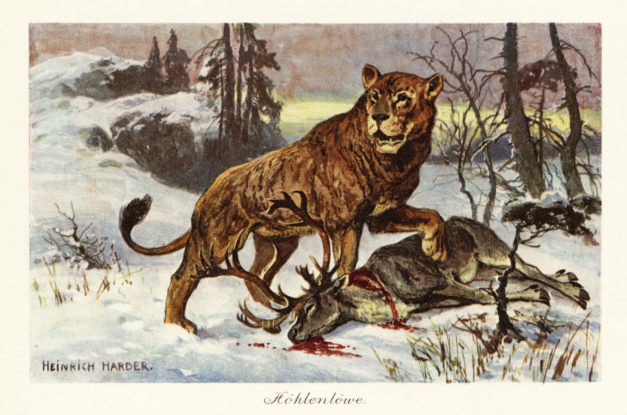 Euroasijský jeskynní lev, Panthera spelaea., 1908 (tisk) od Heinrich Harder