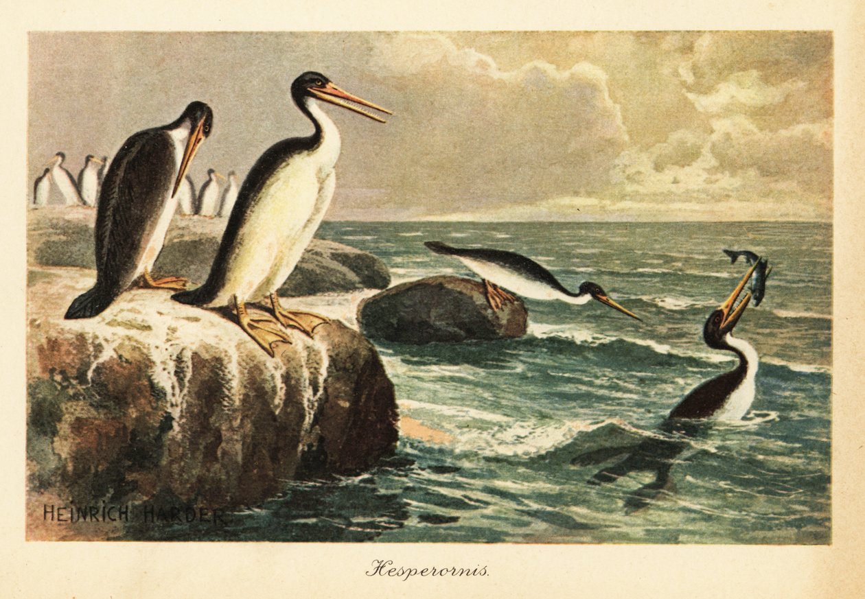 Hesperornis regalis, vyhynulý nelétavý pták, křída. od Heinrich Harder