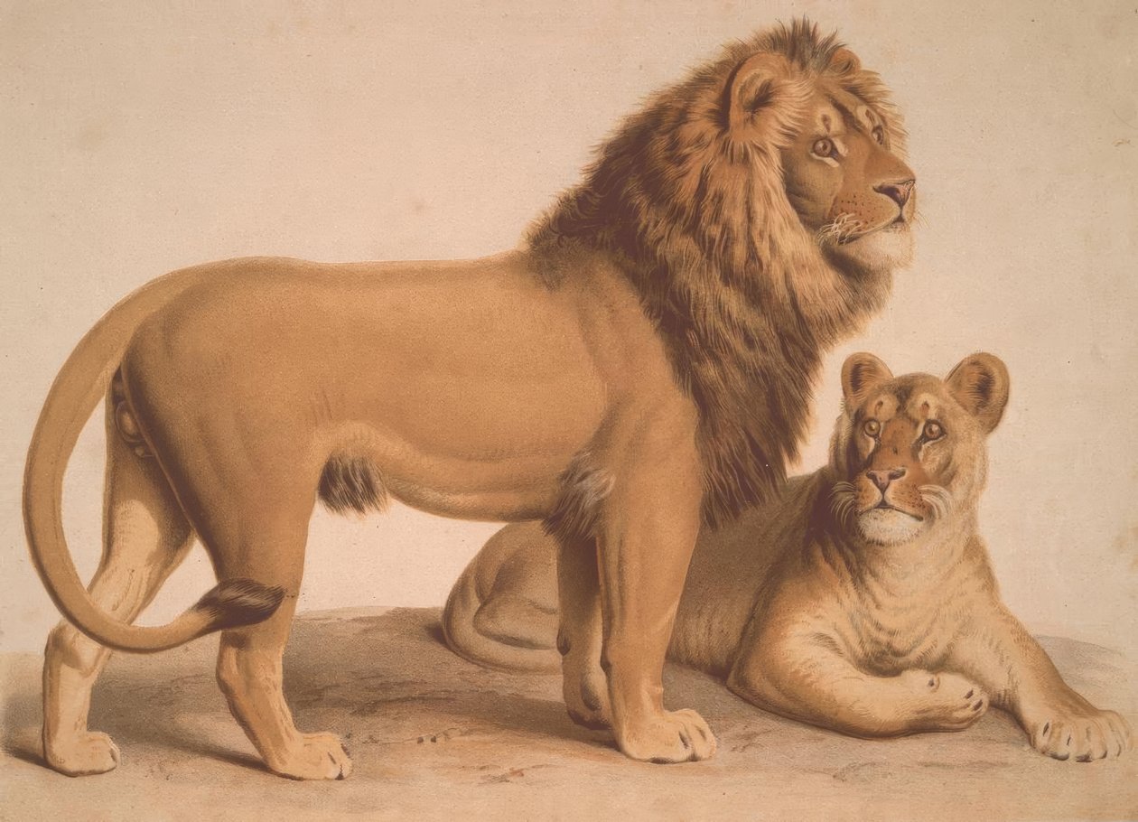 Lev / Felis Leo od Heinrich Leutemann