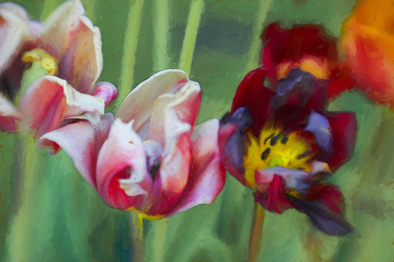 Světlé tulipány, 2018, od Helen White