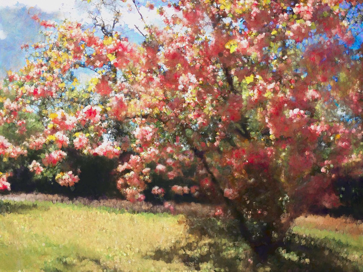 Cherry Blossom, 2018, od Helen White