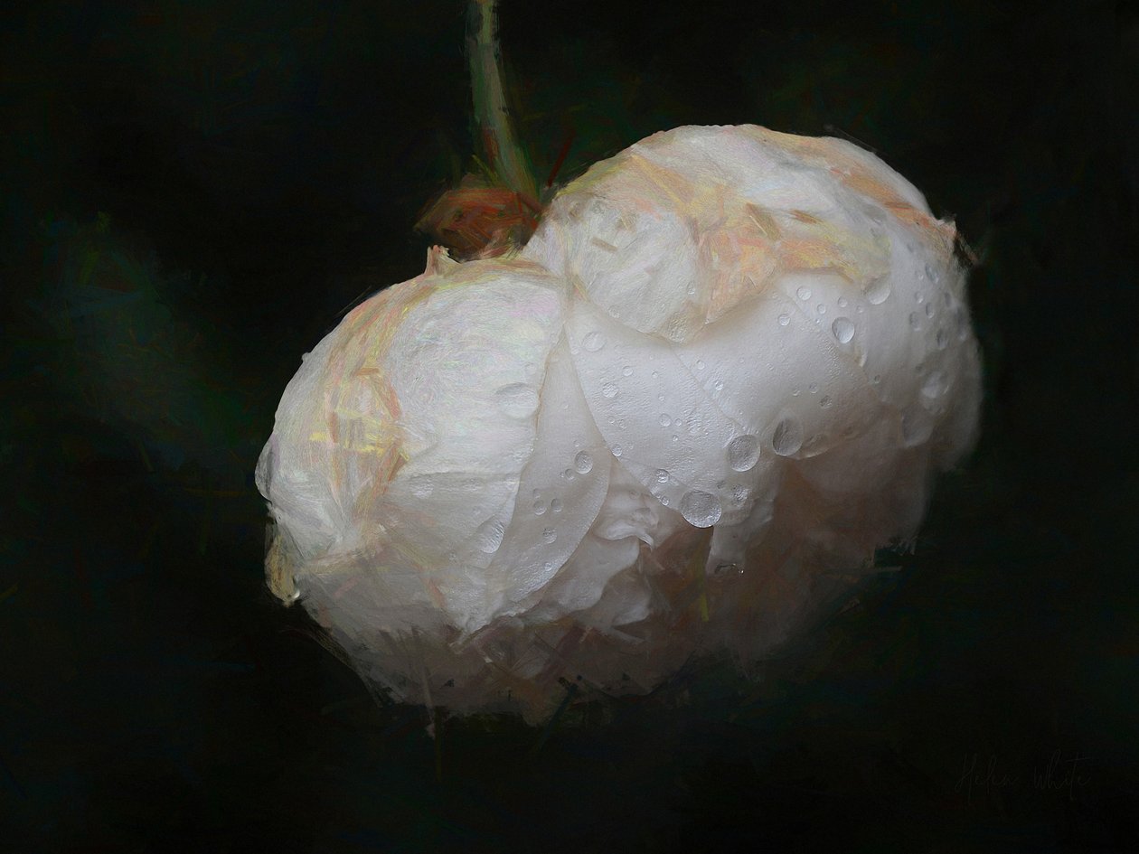 Pure White, 2018, od Helen White
