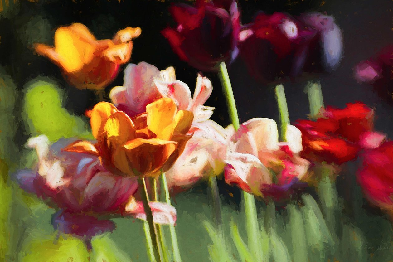 Tulipánové pole, 2018, od Helen White