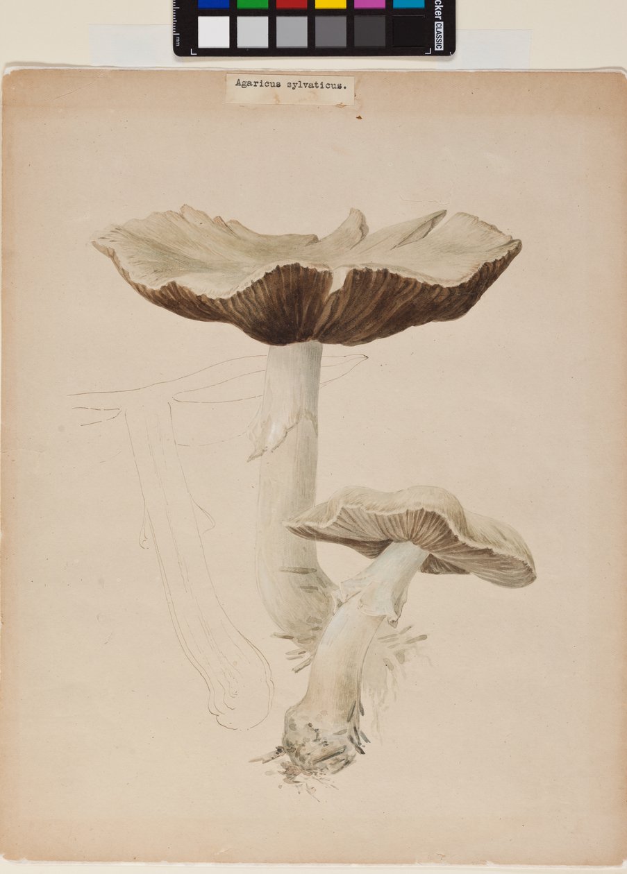 Agaric Augustus od Helen Beatrix Potter