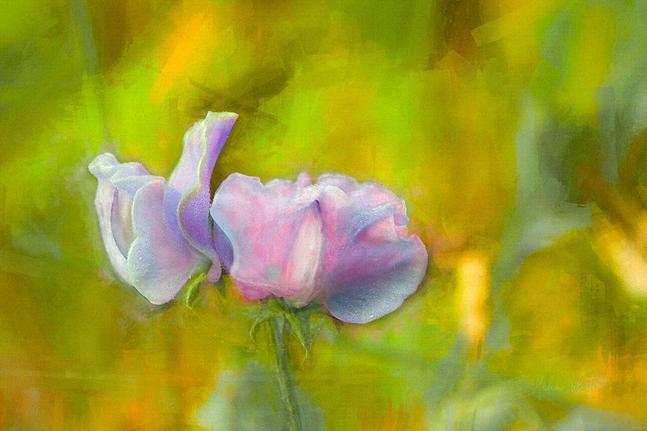 Podzimní Sweetpea I, 2018 od Helen White