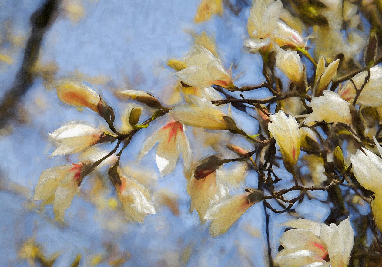 Modrá obloha Magnolia, 2019 od Helen White
