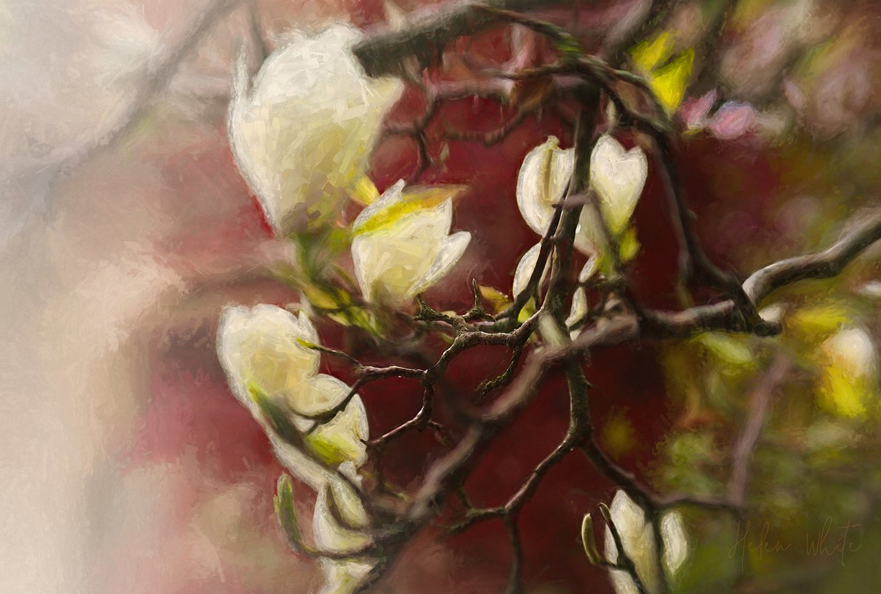 Magnolie, 2018 od Helen White