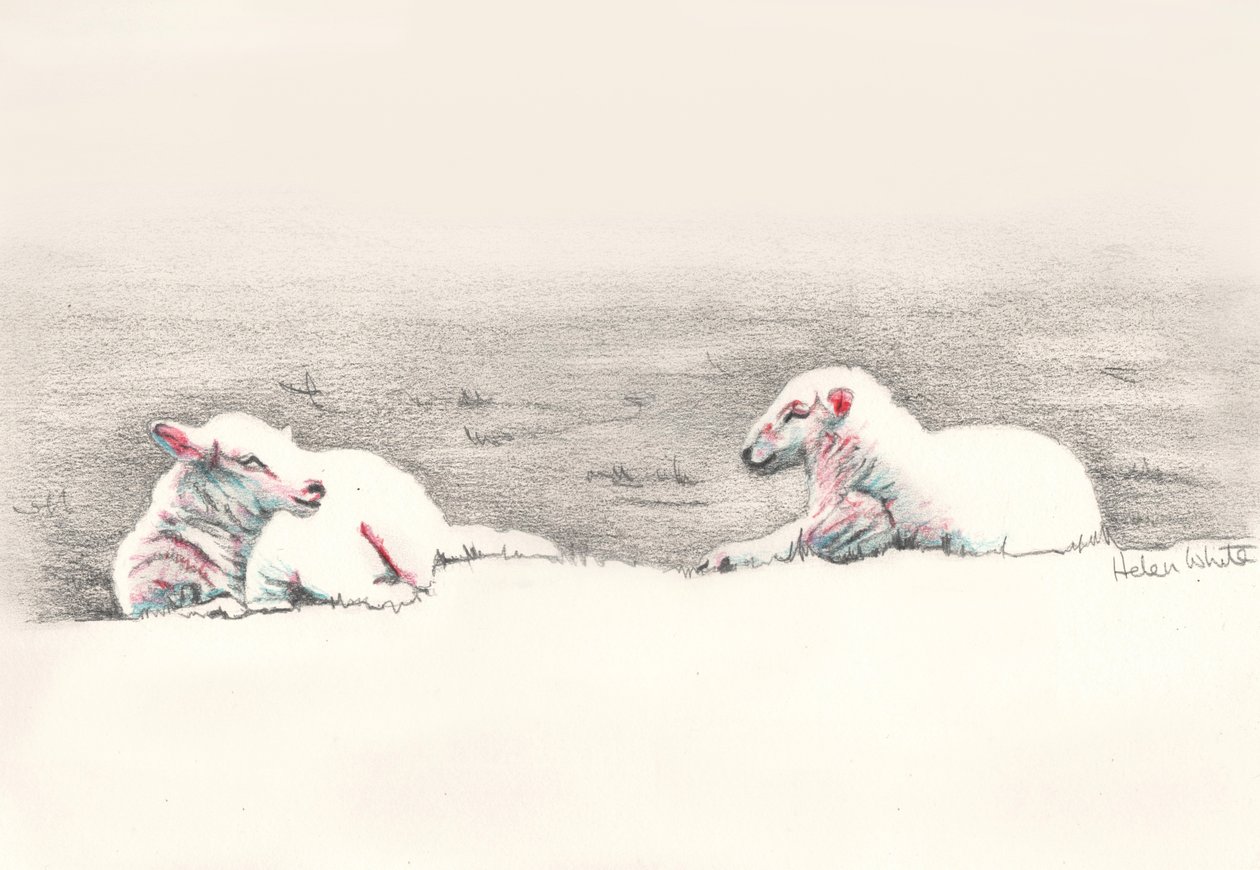 Napping, 2016, (kresba tužkou) od Helen White