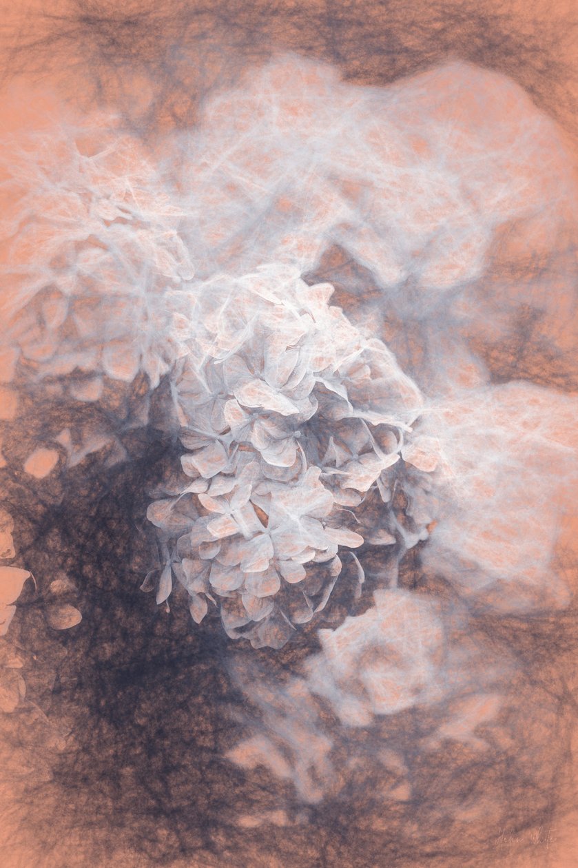 Hyrangeas dort, 2018, od Helen White