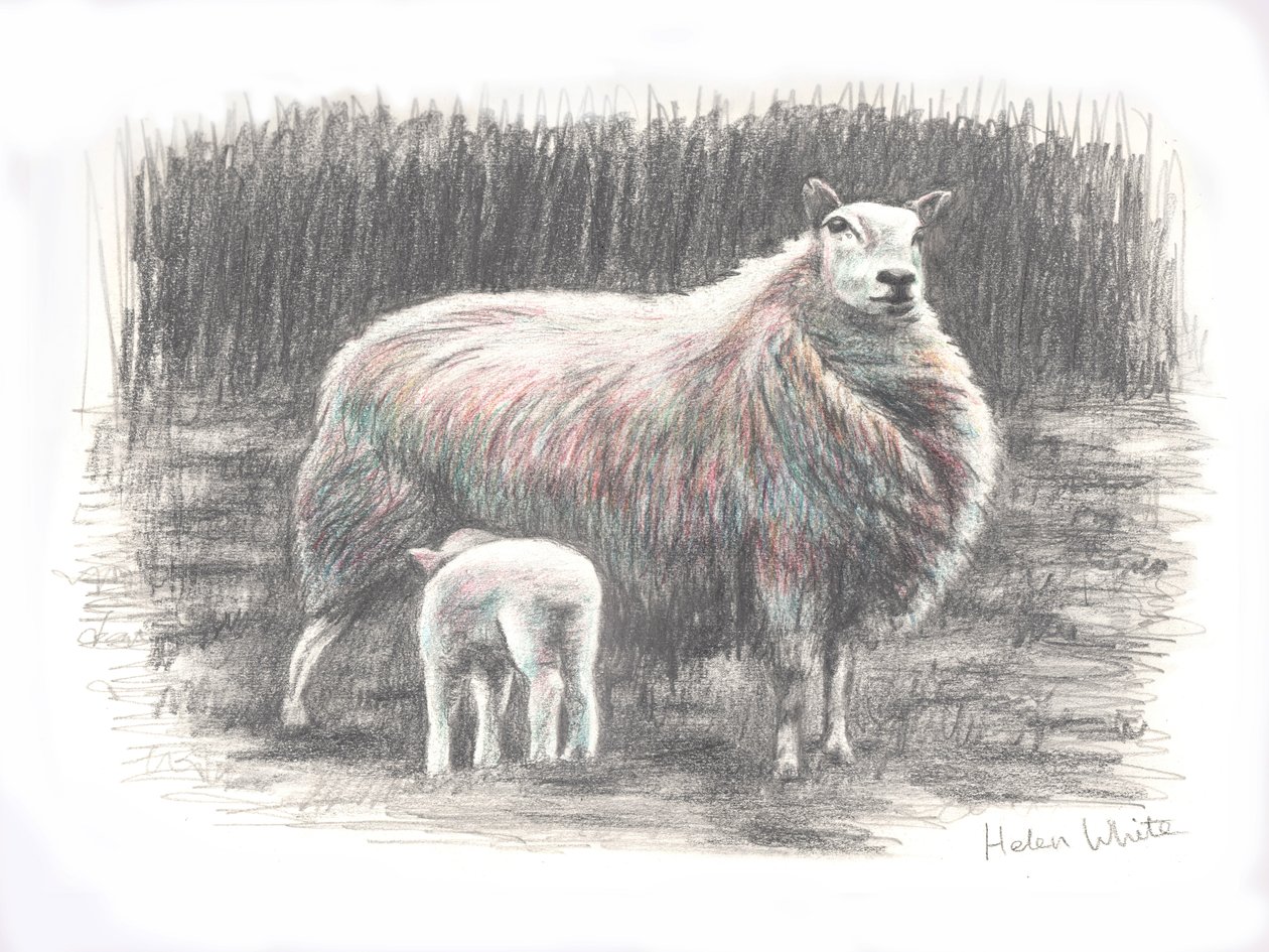 Proud, 2016, (kresba tužkou) od Helen White