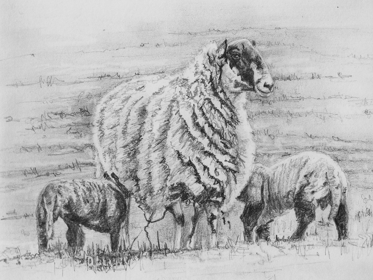 Proud ewe, 2012, (kresba tužkou) od Helen White