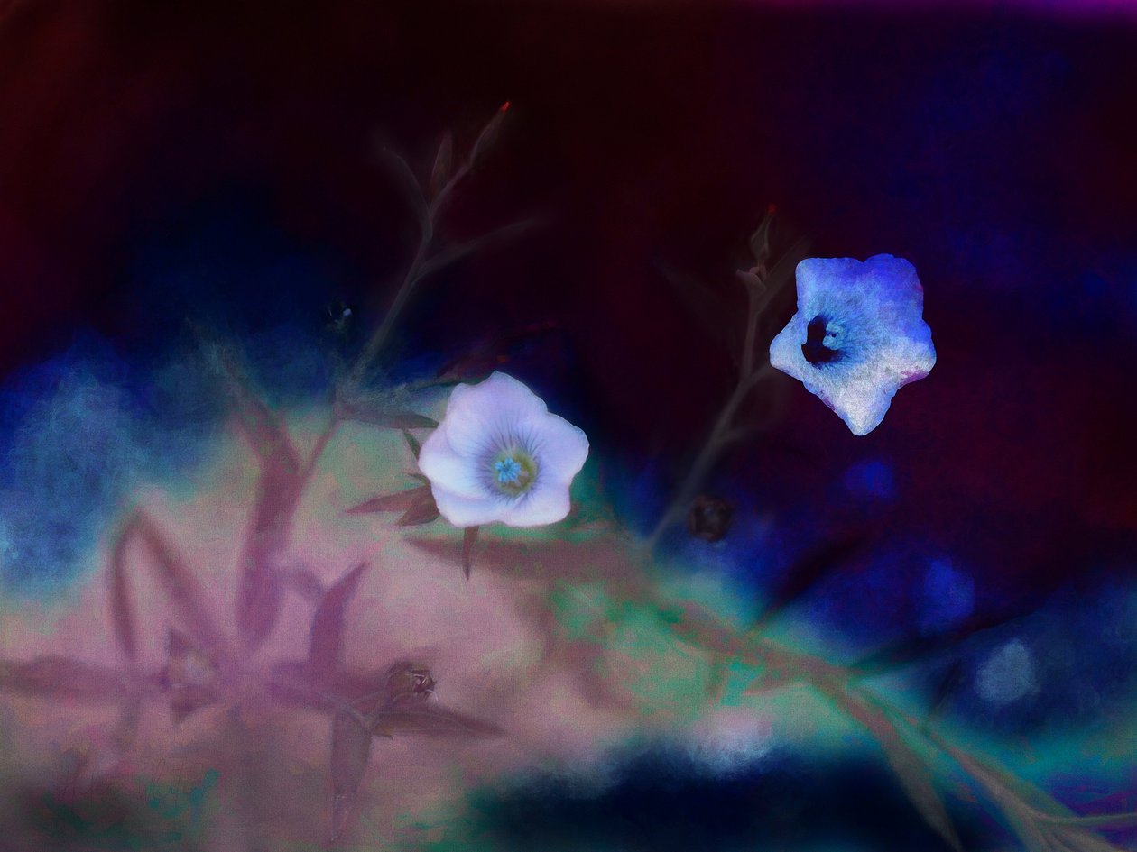 Pomíjivost, 2019 od Helen White