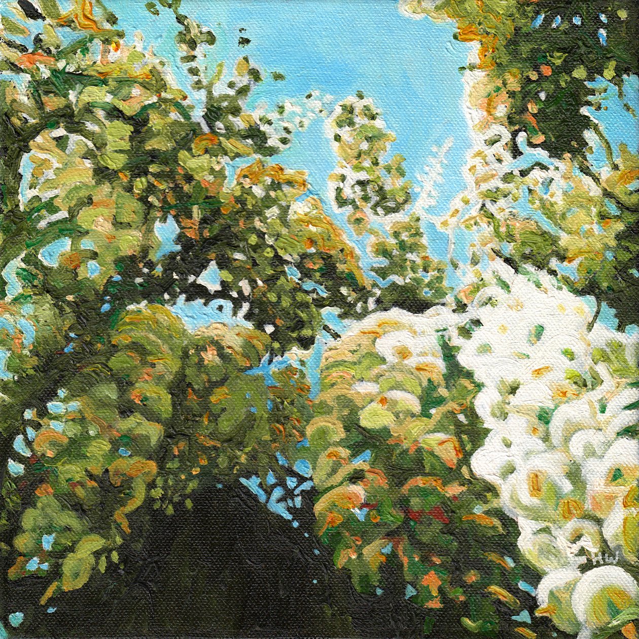 Bílá vistárie, 2012 od Helen White