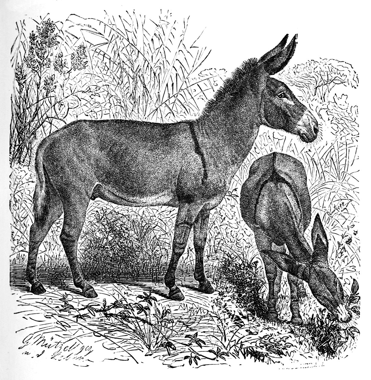 African Wild Ass, c1900 od Helena J. Maguire