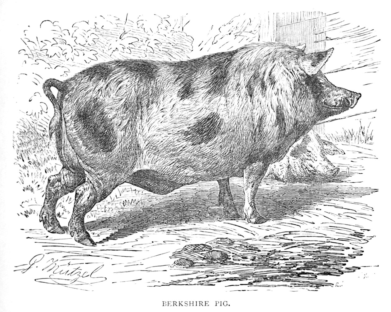 Berkshire Pig, c1900 od Helena J. Maguire