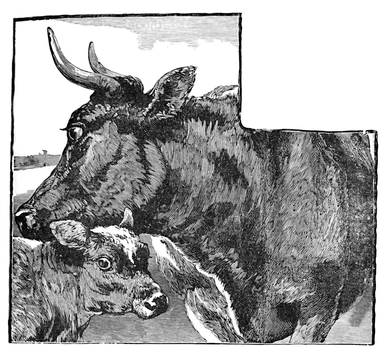 Kráva a tele, c1900 od Helena J. Maguire