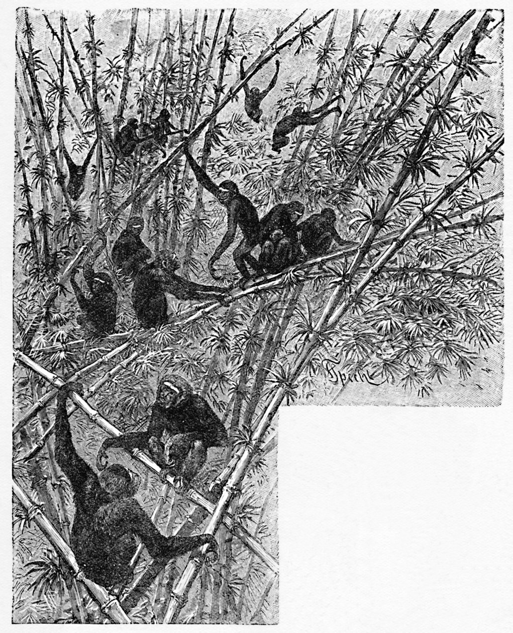 Hoolocks in a Bamboo Jungle, c1900 od Helena J. Maguire