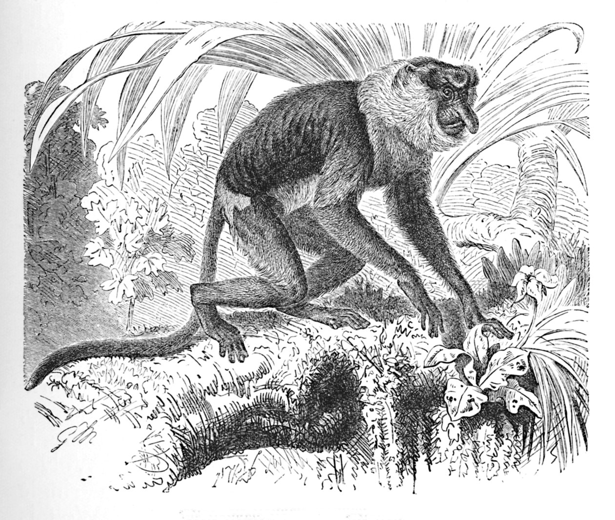 Proboscis Monkey, c1900 od Helena J. Maguire
