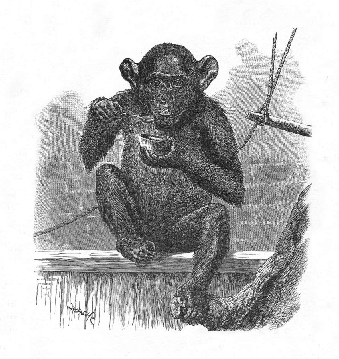 The Chimpanzee Sally., c1900 od Helena J. Maguire
