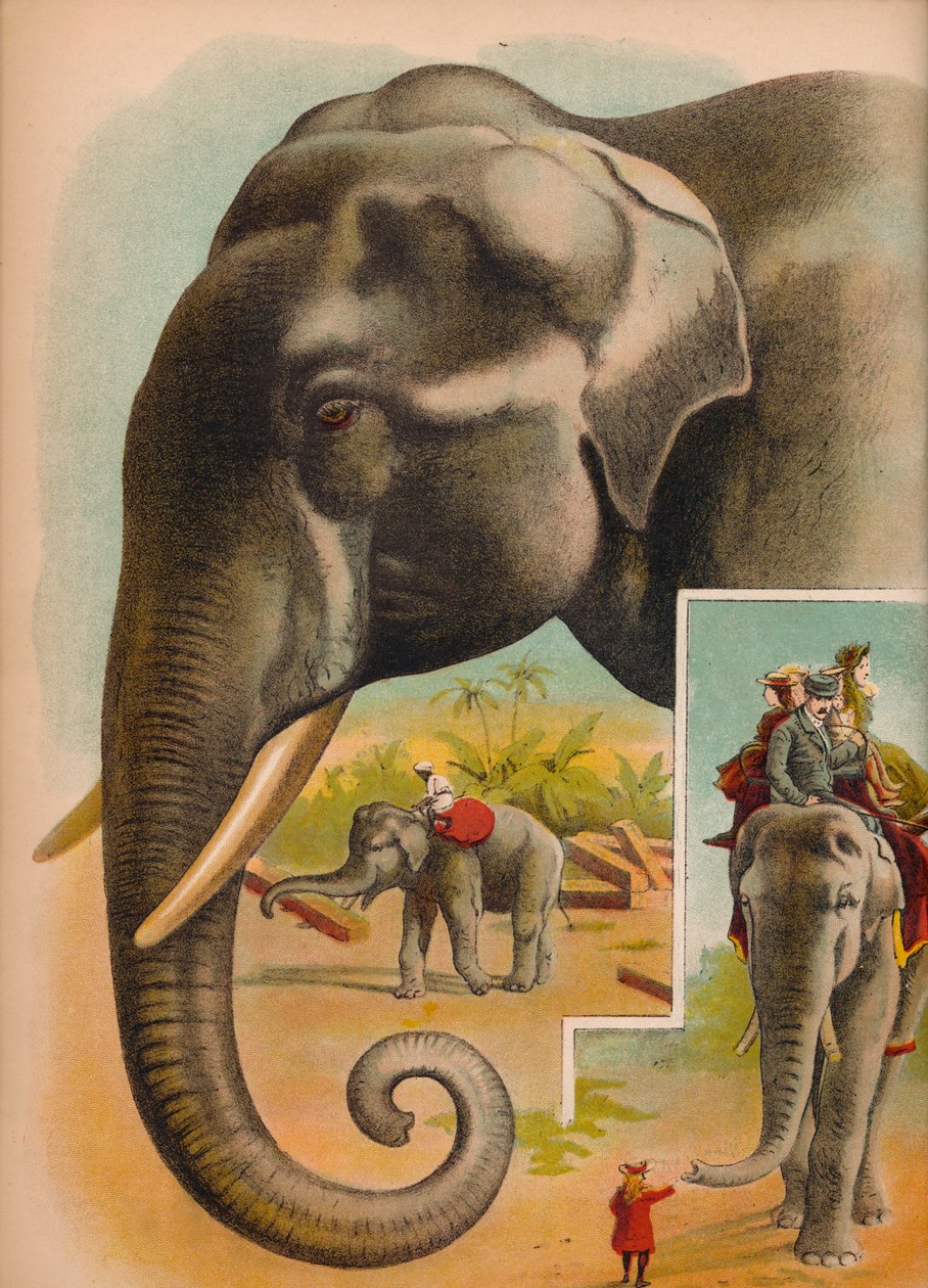 The Elephant, c1900 od Helena J. Maguire