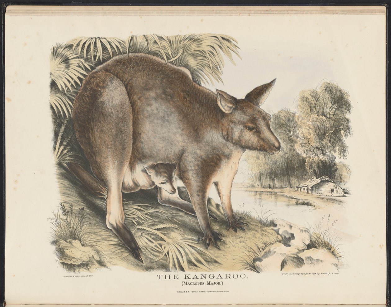 Savci Austrálie (Krefft) Nla.obj-33627803-12 Klokan od Helena Scott
