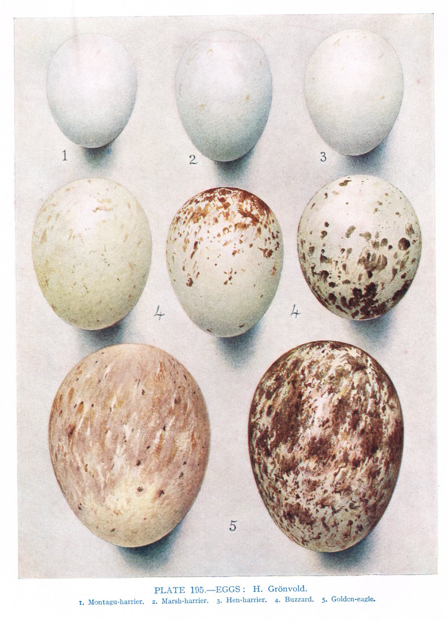 Eggs:Partridge:Red Legged Partridge:atd, ilustrace z 