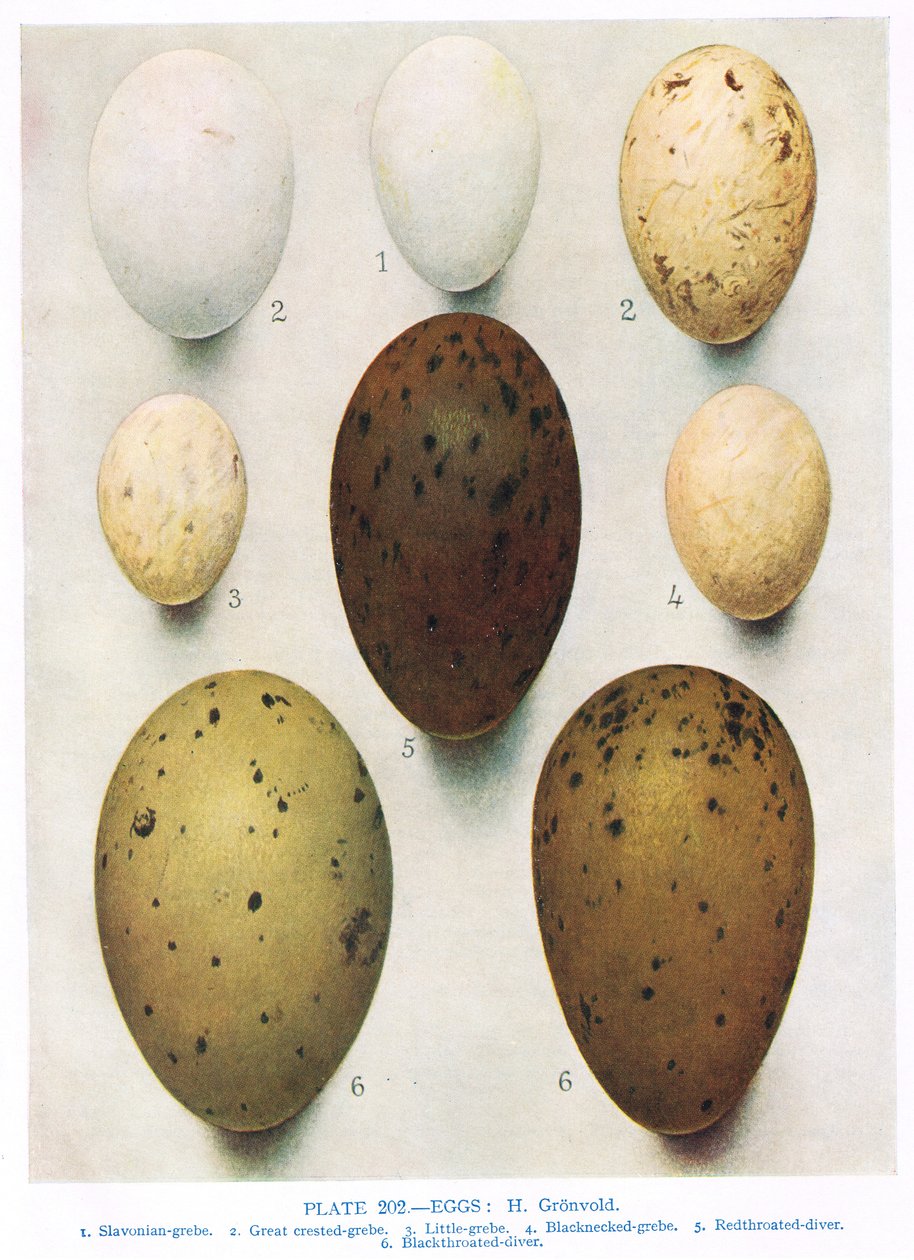 Eggs:Shag:Cormorant:etc, ilustrace z 