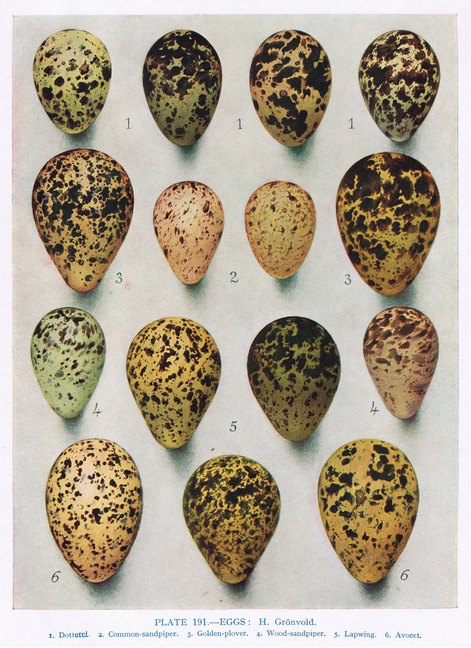 Eggs:Woodcock:Snipe:etc, ilustrace z 