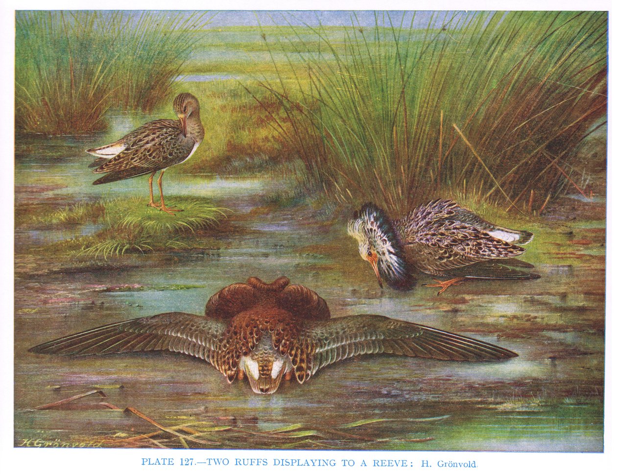 Ruffs ukazuje rychtáři, ilustrace z 