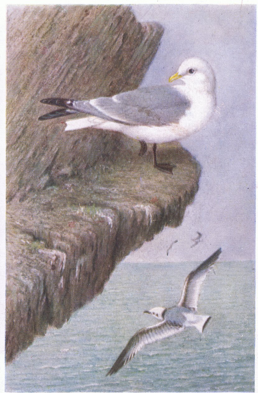 Kittiwake, Pohlednice, 30. léta 20. století od Hendrik Gronvold