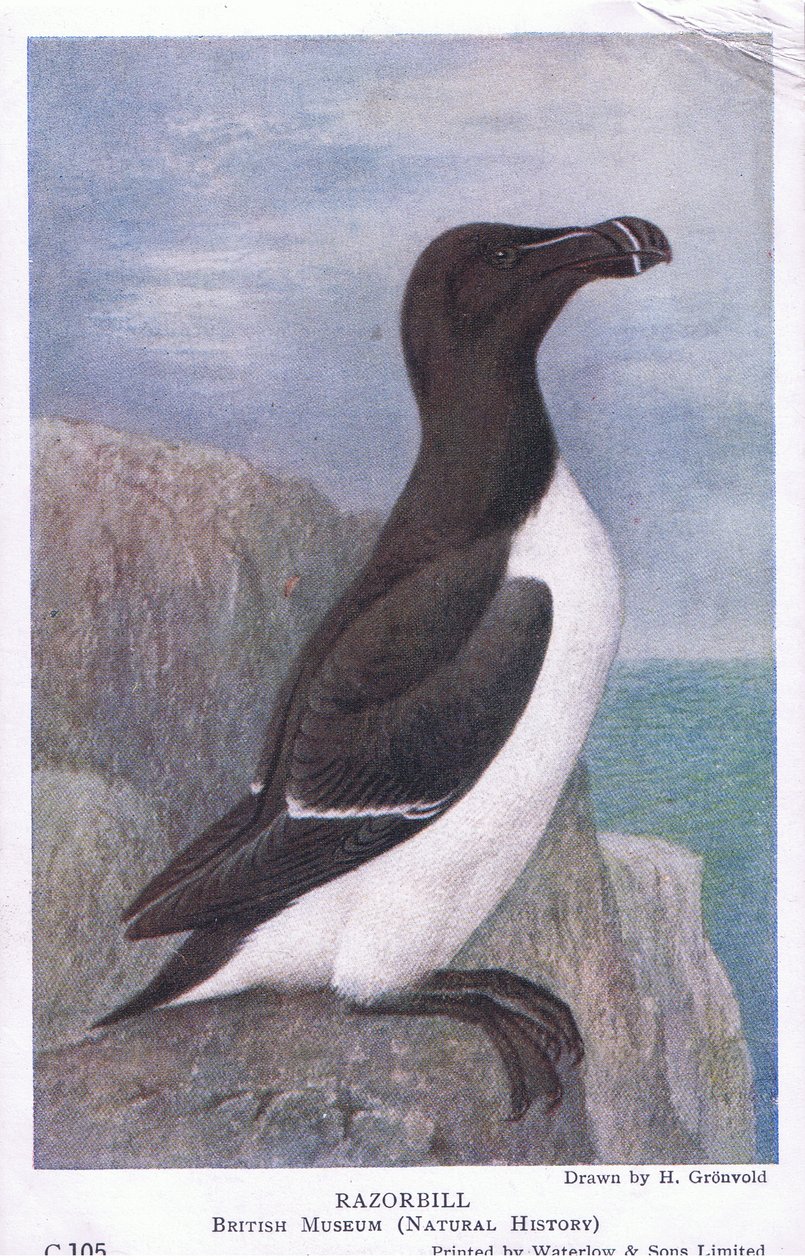 Razorbill, Pohlednice, 30. léta 20. století od Hendrik Gronvold