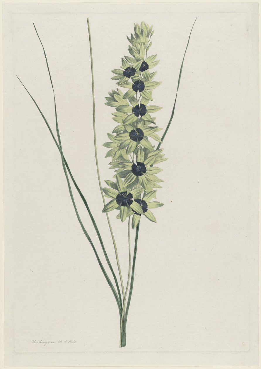 Kosatec africký (Ixia maculata verdi) od Hendrik Schwegman