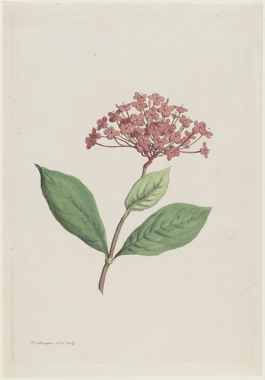 Paví třešeň (Ixora coccinea) od Hendrik Schwegman