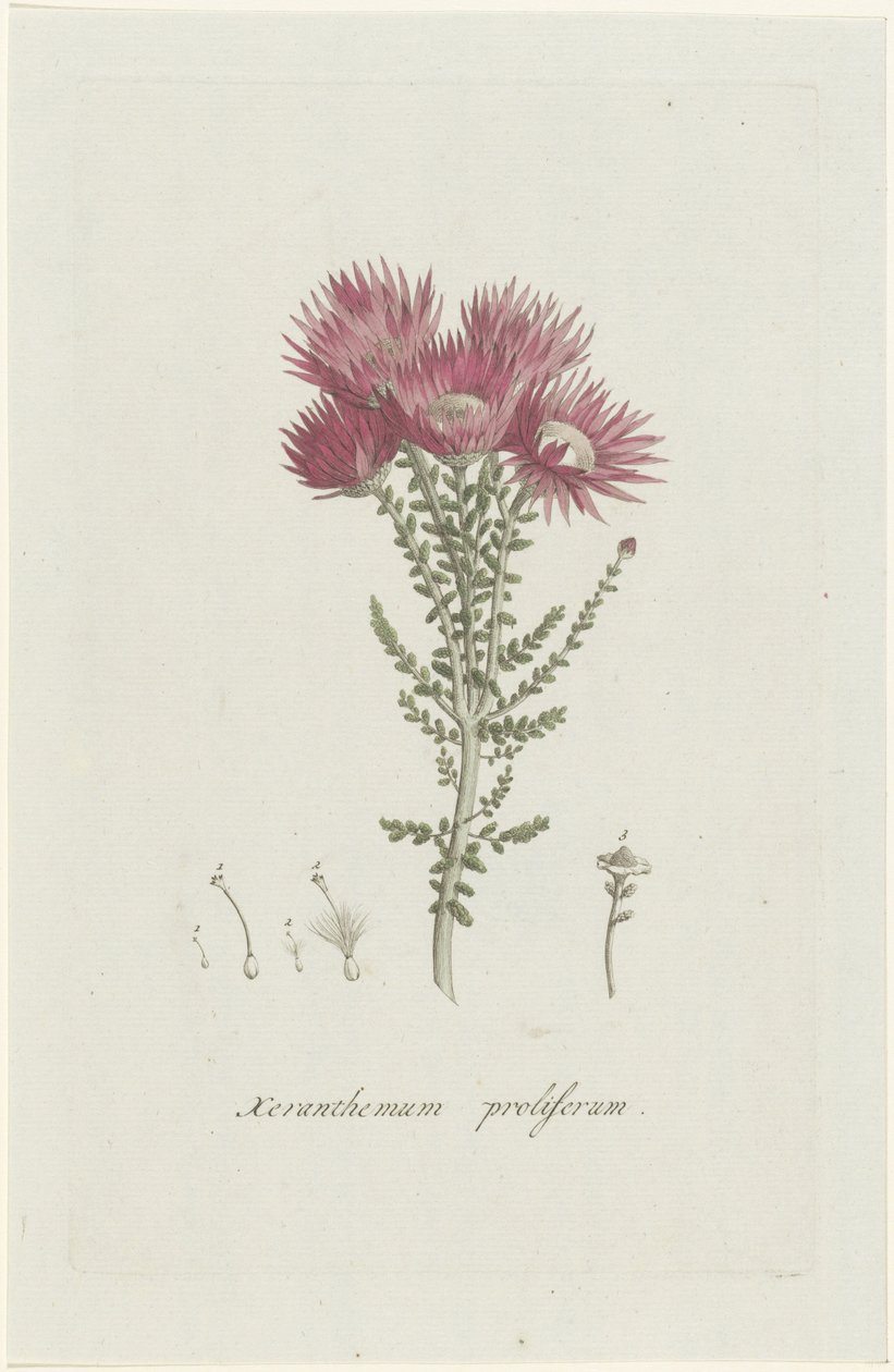 Phaenocoma prolifera Xeranthemum proliferum (název na objektu) od Hendrik Schwegman